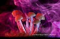 MN6PyH0124 Maravillo y fúngico.jpg