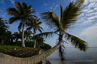 IDG1068 Cocos nucifera.jpg