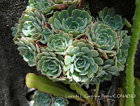 LCF0161 Echeveria secunda.jpg