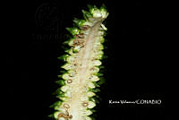 ME010 KV 01298 Spathiphyllum matudae G.S. Bunting, 1960_.JPG
