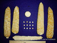 SinOPV269 Zea mays.jpg