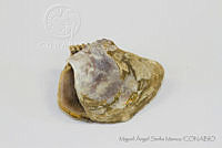 MASM05129 Isognomon alatus.jpg