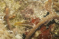 IDG1729 Gobioides sp..jpg