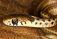 ECA0317 Thamnophis godmani.jpg