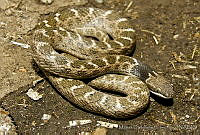 MDL0243 Hypsiglena torquata.jpg