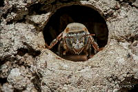 MAGS01 Melipona sp..jpg