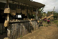 IMDOC2105 Eichhornia crassipes.jpg