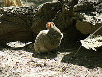 CGL3619 Romerolagus diazi.jpg