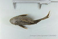 SGQ2273 Pterygoplichthys disjunctivus.jpg