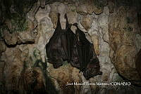 MN6NySH0009 Artibeus jamaicensis.jpg