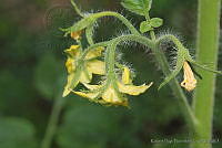 RBB0315 Solanum lycopersicum.tif