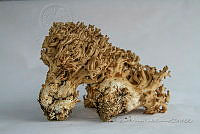 ZAPF 0691 Ramaria aurea.jpg