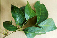 ME010 KV 00058 Guarea glabra Vahl, 1807_.JPG