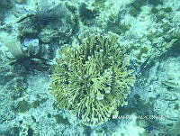 NE018 0375 Acropora prolifera.jpg