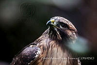 ZAPF0251 Buteo jamaicensis.jpg