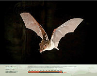 Murciélago Magueyero.jpg