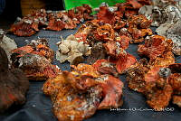 IMDOC Hong 0040 Hypomyces .jpg