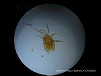 MVG 0006 Mesostigmata.JPG