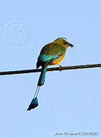 JHC0121 Eumomota superciliosa.jpg