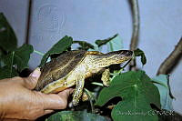 DK1122 Rhinoclemmys areolata.jpg