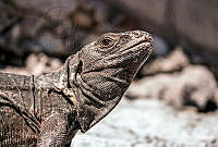 RA01 Ctenosaura pectinata.jpg