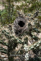 3R 01257 Cylindropuntia imbricata.jpg