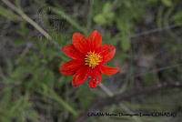 PJ016 0392 Dahlia coccinea.JPG