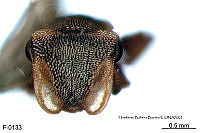 ME006 Hormi 0042 Cephalotes scutulatus.jpg