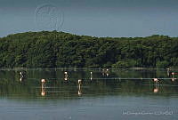 IDG1214 Phoenicopterus ruber.jpg