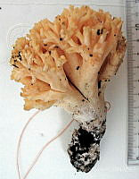 CBA0346 Ramaria aurea.JPG