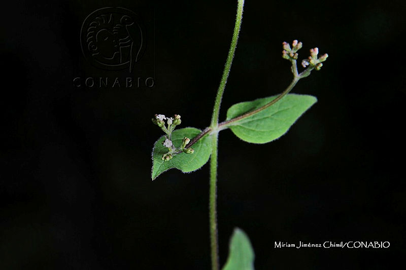 Zautla%200462%20Valeriana%20naidae.jpg.nSjo8t71MVVtlUVjQA3g0JtbmFja29CbnFuZ3NAbXJ6LGtwZwA.t7l0TOXJHK