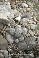 CAR 0069 Mammillaria pottsii.jpg