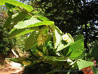 EEC0159 Ostrya virginiana.jpg
