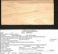 CMyFO 00062 Vitex gaumeri.JPG