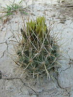 GHP0001 Ancistrocactus scheeri.jpg