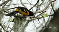RCDM053 Icterus maculialatus.jpg