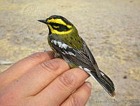KMS0024 Setophaga townsendi.jpg