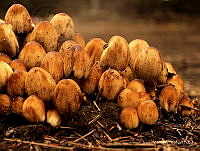 JY001 Coprinellus micaceus.jpg