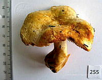 CBA0125 Hydnum  rufescens.JPG
