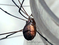 LASL0102 Leiobunum sp..jpg