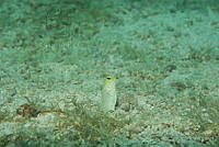 IDG1687 Opistognathus aurifrons.jpg