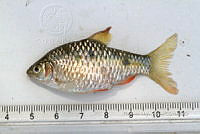 LI006 021 Pethia conchonius.jpg