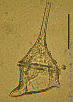 DJ017-16 Ceratium balechii.jpg