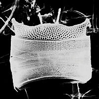 DUHB0210 Odontella rhombus.png