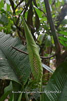 SG019 0375 Spathiphyllum cochlearispathum.jpg