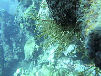 NE018 0521 Dynamena crisioides.jpg