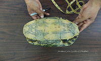 NE017 226 Dermatemys mawii.jpg