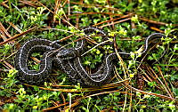 JPGL001 Thamnophis sp..jpg