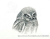 MAPM0001 Micrathene whitneyi.jpg