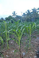 SG019 0275 Cocos nucifera.jpg